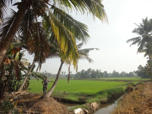 Kerela rice fields.